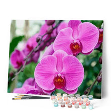 Laden Sie das Bild in den Galerie-Viewer, Malen nach Zahlen für Erwachsene | Rosarote Orchidee | Figured'Art