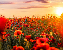 Laden Sie das Bild in den Galerie-Viewer, Sicht der Blumen