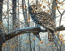 Laden Sie das Bild in den Galerie-Viewer, Malen nach Zahlen für Erwachsene | Schöne Eule im Wald | Figured'Art