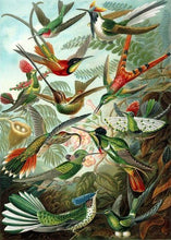 Laden Sie das Bild in den Galerie-Viewer, Malen nach Zahlen für Erwachsene | Alle Vögel | Figured'Art
