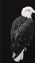 Laden Sie das Bild in den Galerie-Viewer, Malen nach Zahlen für Erwachsene | Weißköpfiger Seeadler | Figured'Art