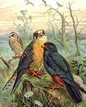 Laden Sie das Bild in den Galerie-Viewer, Malen nach Zahlen für Erwachsene | Die Vögel des Waldes | Figured'Art