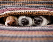 Laden Sie das Bild in den Galerie-Viewer, Malen nach Zahlen für Erwachsene | Sehen Sie die Hunde? | Figured'Art