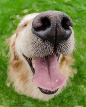Laden Sie das Bild in den Galerie-Viewer, Malen nach Zahlen für Erwachsene | Hundeschnauze | Figured'Art