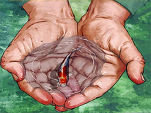 Laden Sie das Bild in den Galerie-Viewer, Malen nach Zahlen für Erwachsene | Kleine Fische in den Händen | Figured'Art