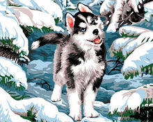 Laden Sie das Bild in den Galerie-Viewer, Malen nach Zahlen für Erwachsene | Husky im Schnee | Figured'Art