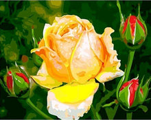 Laden Sie das Bild in den Galerie-Viewer, Malen nach Zahlen für Erwachsene | Gelbe Rose | Figured'Art