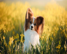 Laden Sie das Bild in den Galerie-Viewer, Diamond Painting – Kleiner Hund auf dem Feld | Figured'Art