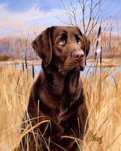 Laden Sie das Bild in den Galerie-Viewer, Malen nach Zahlen für Erwachsene | Labrador | Figured'Art