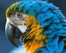 Laden Sie das Bild in den Galerie-Viewer, Malen nach Zahlen für Erwachsene | Blauegelber Papagei | Figured'Art