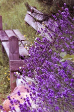 Laden Sie das Bild in den Galerie-Viewer, Malen nach Zahlen für Erwachsene | Bank mit Blumen | Figured'Art