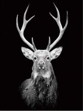 Laden Sie das Bild in den Galerie-Viewer, Malen nach Zahlen für Erwachsene | Majestätischer Hirsch | Figured'Art