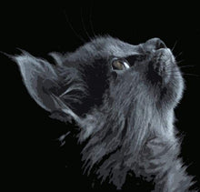 Laden Sie das Bild in den Galerie-Viewer, Malen nach Zahlen für Erwachsene | Katze in schwarz und grau | Figured'Art