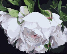 Laden Sie das Bild in den Galerie-Viewer, Malen nach Zahlen für Erwachsene | Weisse Rosen | Figured'Art