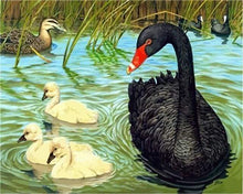 Laden Sie das Bild in den Galerie-Viewer, Malen nach Zahlen für Erwachsene | Schwarzer Schwan | Figured'Art