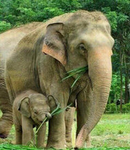 Laden Sie das Bild in den Galerie-Viewer, Diamond Painting, Elefant und Neugeborene