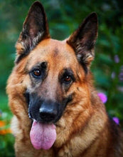 Laden Sie das Bild in den Galerie-Viewer, Diamond Painting, Deutscher Schäferhund