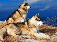 Laden Sie das Bild in den Galerie-Viewer, Diamond Painting, Huskies