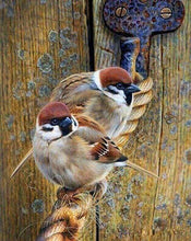 Laden Sie das Bild in den Galerie-Viewer, Diamond Painting, Vögel auf einem Seil