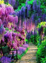 Laden Sie das Bild in den Galerie-Viewer, Diamond Painting, Wisteria Blume