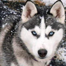 Laden Sie das Bild in den Galerie-Viewer, Diamond Painting, Husky