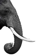 Laden Sie das Bild in den Galerie-Viewer, Malen nach Zahlen für Erwachsene | Dunkelgrauer Elefant | Figured'Art