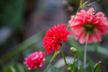 Laden Sie das Bild in den Galerie-Viewer, Malen nach Zahlen für Erwachsene | Rote Blumen aus der Nähe | Figured'Art