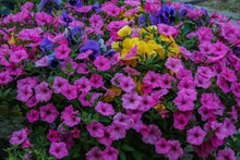 Laden Sie das Bild in den Galerie-Viewer, Malen nach Zahlen für Erwachsene | Blumen in voller Blüte | Figured'Art