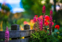 Laden Sie das Bild in den Galerie-Viewer, Malen nach Zahlen für Erwachsene | Blumen neben dem Zaun | Figured'Art