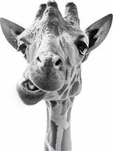 Laden Sie das Bild in den Galerie-Viewer, Malen nach Zahlen – Machende Giraffe