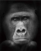 Laden Sie das Bild in den Galerie-Viewer, Malen nach Zahlen für Erwachsene | Gorilla in schwarzweiß | Figured'Art