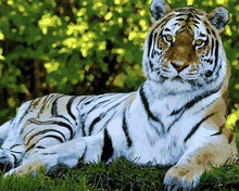 Laden Sie das Bild in den Galerie-Viewer, Malen nach Zahlen für Erwachsene | Die Erholung des Tigers | Figured'Art