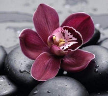 Laden Sie das Bild in den Galerie-Viewer, Malen nach Zahlen für Erwachsene | Orchidee und Stein | Figured'Art