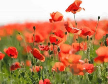 Laden Sie das Bild in den Galerie-Viewer, Malen nach Zahlen für Erwachsene | Mohnblumenstrauß | Figured'Art