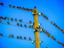 Laden Sie das Bild in den Galerie-Viewer, Malen nach Zahlen für Erwachsene | Kleine Vögel auf Überlandleitung | Figured'Art