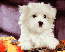 Laden Sie das Bild in den Galerie-Viewer, Malen nach Zahlen für Erwachsene | Kleiner weißer Hund | Figured'Art