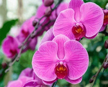 Laden Sie das Bild in den Galerie-Viewer, Malen nach Zahlen für Erwachsene | Rosarote Orchidee | Figured'Art