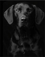 Laden Sie das Bild in den Galerie-Viewer, Malen nach Zahlen für Erwachsene | Portrait schwarzer Hund | Figured'Art