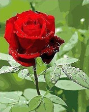 Laden Sie das Bild in den Galerie-Viewer, Malen nach Zahlen für Erwachsene | Rote Rose mit grünen Blätter | Figured'Art