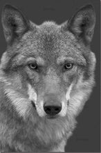 Laden Sie das Bild in den Galerie-Viewer, Malen nach Zahlen für Erwachsene | Wolfskopf in schwarzweiß | Figured'Art