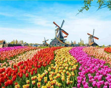 Laden Sie das Bild in den Galerie-Viewer, Malen nach Zahlen für Erwachsene | Tulpen und Windmühlen | Figured'Art