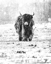 Laden Sie das Bild in den Galerie-Viewer, Malen nach Zahlen für Erwachsene | Yak im Schnee | Figured'Art