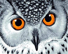 Laden Sie das Bild in den Galerie-Viewer, Malen nach Zahlen für Erwachsene | Augen einer orangen Eule | Figured'Art