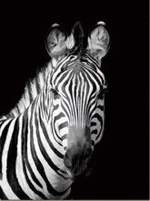 Laden Sie das Bild in den Galerie-Viewer, Malen nach Zahlen für Erwachsene | Zebra in schwarzweiß | Figured'Art